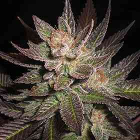 Purple Haze > G13 Labs | Feminized Marijuana   |  Sativa