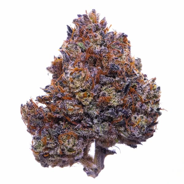 Purple haze graines > Original Sensible Seeds | Graines Féminisées  |  Sativa