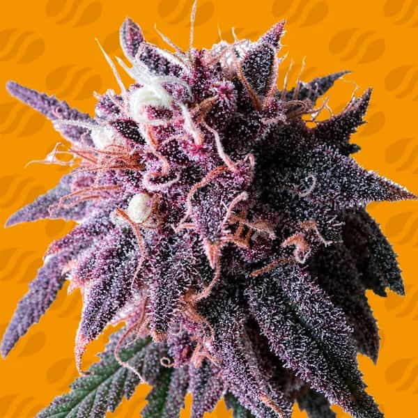Purple haze graines > Original Sensible Seeds | Graines Féminisées  |  Sativa