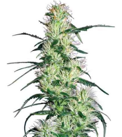 Purple Haze > White Label Seeds | Graines Féminisées  |  Sativa