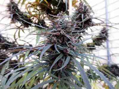 Purple Haze x Malawi > ACE Seeds | Semillas feminizadas  |  Sativa