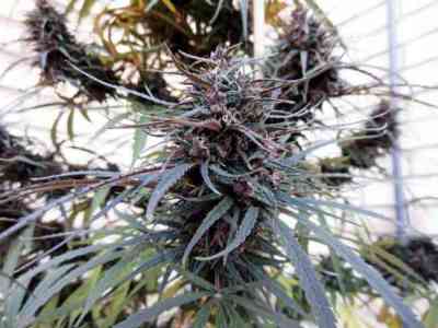 Purple Haze x Malawi > ACE Seeds | Feminized Marijuana   |  Sativa