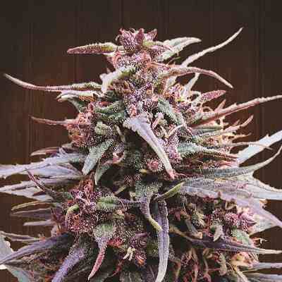 Purple Haze x Malawi > ACE Seeds | Feminized Marijuana   |  Sativa