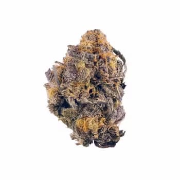 Purple Kosher Seed > DNA Genetics | Feminized Cannabis   |  Indica