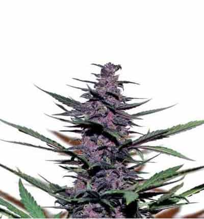 Auto Purple Kush > Linda Seeds