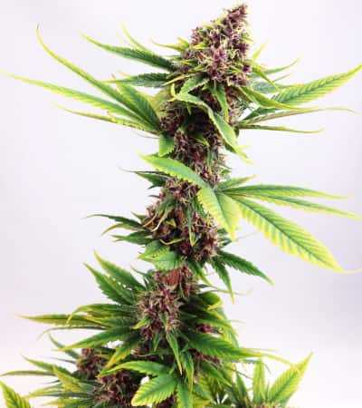 Purple Kush > Kannabia Seeds | Graines Féminisées  |  Indica