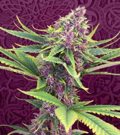 Purple marijuana seeds