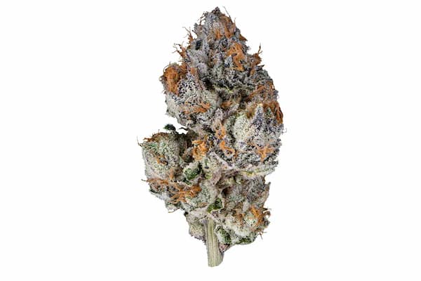Purple Lemon Tree XL Auto Samen > Original Sensible Seeds | Autoflowering Hanfsamen  |  Hybrid