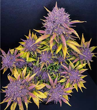 Purple Lemonade > Fast Buds Company | Cannabis seeds recommendations  |  TOP 10 Auto Flowering