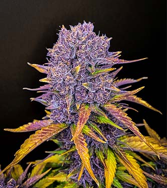 Purple Lemonade > Fast Buds Company | Cannabis seeds recommendations  |  TOP 10 Auto Flowering