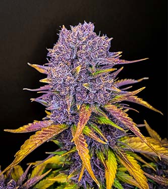 Purple Lemonade > Fast Buds Company | NOS RECOMMANDATIONS DE GRAINES DE CANNABIS  |  TOP 10 Auto Flowering