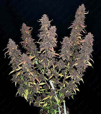 Purple Lemonade > Fast Buds Company | Cannabis seeds recommendations  |  TOP 10 Auto Flowering