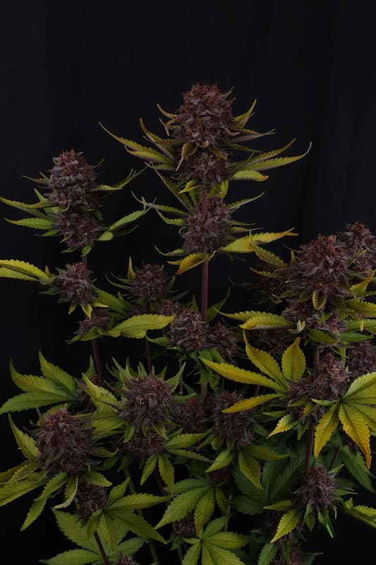 Purple Lemonade Auto RF3 Seed > Fast Buds Company | Autoflowering Cannabis   |  Sativa