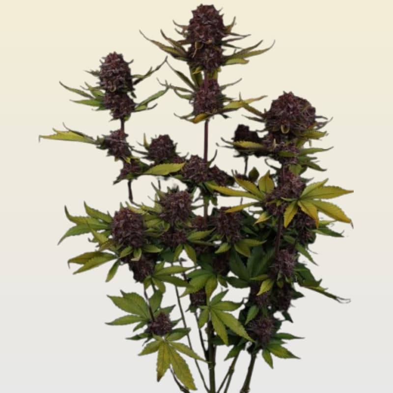 Purple Lemonade Auto RF3 Seed > Fast Buds Company | Autoflowering Cannabis   |  Sativa