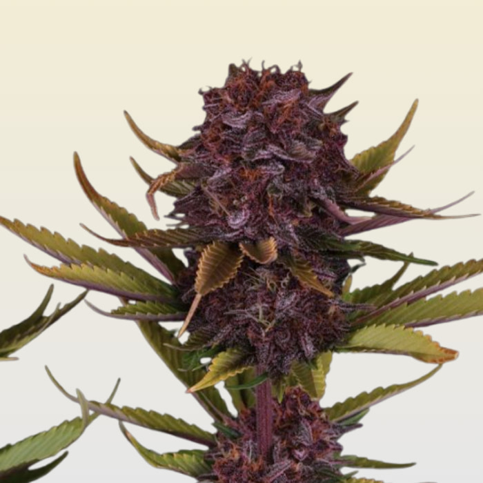 Purple Lemonade Auto RF3 Seed > Fast Buds Company | Autoflowering Cannabis   |  Sativa