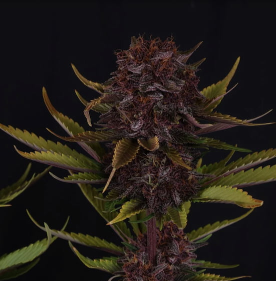 Purple Lemonade Auto RF3 Seed > Fast Buds Company | Autoflowering Cannabis   |  Sativa