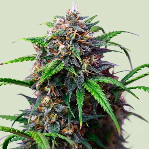 Purple Lemonade Auto Samen > Royal Queen Seeds | Autoflowering Hanfsamen  |  Indica
