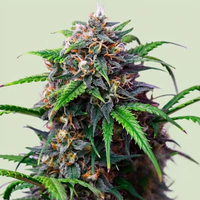Purple Lemonade