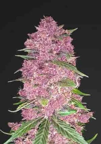 Purple Lemonade > Fast Buds Company | Recomendaciones para las semillas de cannabis  |  TOP 10 auto florecientes