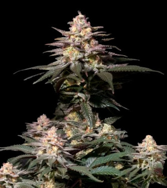 Purple Lemonade Fast Flowering > Fast Buds Company | Graines Féminisées  |  Hybride