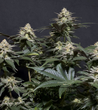 Purple Lemonade Fast Flowering > Fast Buds Company | Feminized Marijuana   |  hybrid