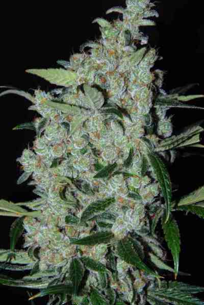 Purple Mexican > Cannabiogen | Feminized Marijuana   |  hybrid