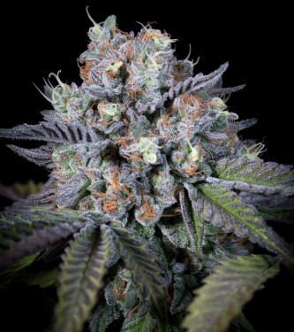 Purple Mints > Paradise Seeds | Feminisierte Hanfsamen  |  Indica