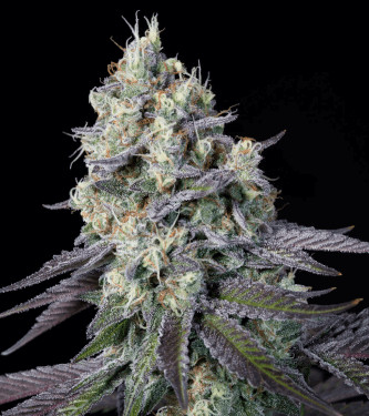 Purple Mints > Paradise Seeds | Feminisierte Hanfsamen  |  Indica