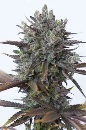 Purple Orange CBD > Dinafem Seeds | Graines Féminisées  |  Hybride