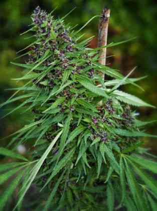 Purple Paro Valley > Mandala Seeds | Feminisierte Hanfsamen  |  Sativa