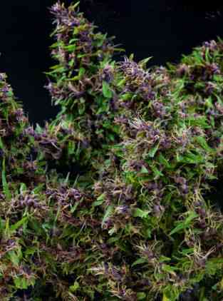 Purple Paro Valley > Mandala Seeds | Feminisierte Hanfsamen  |  Sativa