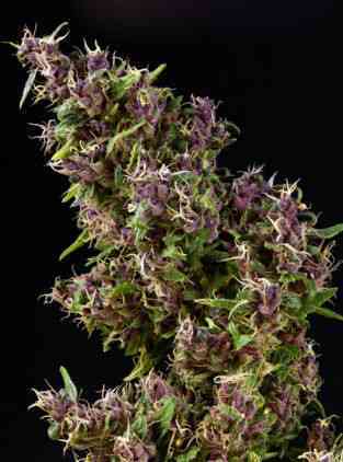 Purple Paro Valley > Mandala Seeds