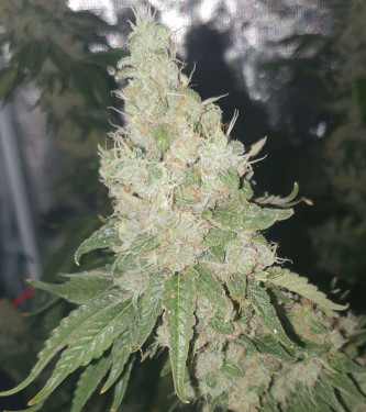 Purple Punch > 00 Seeds Bank | Feminized Marijuana   |  Indica