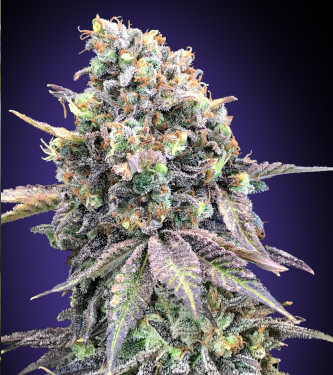 Purple Punch > 00 Seeds Bank | Feminisierte Hanfsamen  |  Indica