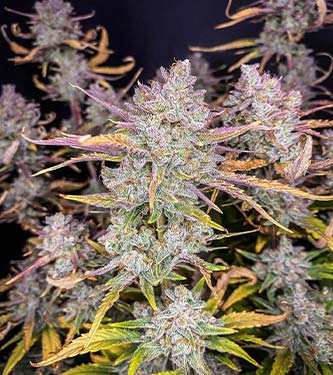 Purple Punch Auto > Fast Buds Company | Autoflowering Cannabis   |  Indica