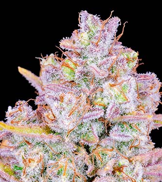 Purple Punch Auto > Fast Buds Company | Graines Autofloraison  |  Indica