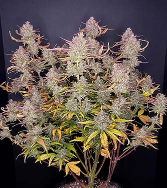 Purple Punch Auto > Fast Buds Company | Graines Autofloraison  |  Indica