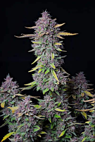 Purple Punch Auto > Fast Buds Company | Autoflowering Cannabis   |  Indica