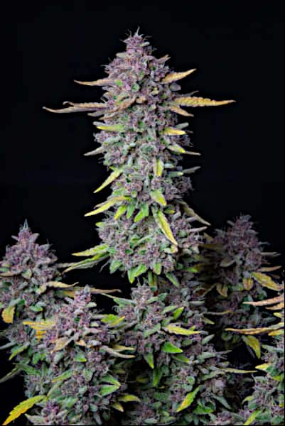 Purple Punch Auto > Fast Buds Company | Semillas de marihuana autoflorecientes  |  Índica