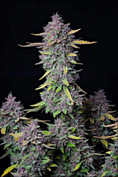 Purple Punch Auto > Fast Buds Company | Graines Autofloraison  |  Indica