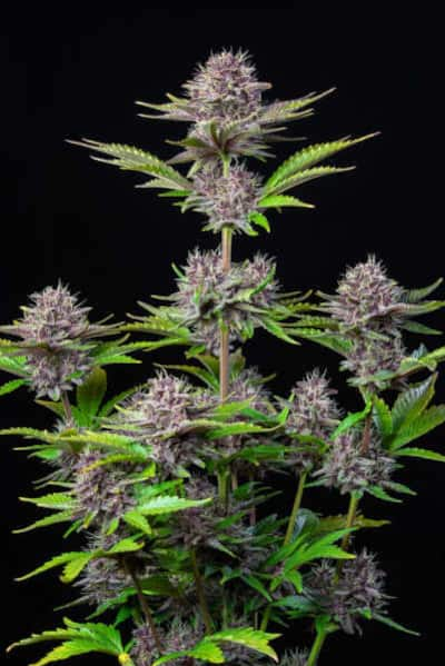 Purple Punch Auto > Fast Buds Company | Semillas autoflorecientes  |  Índica