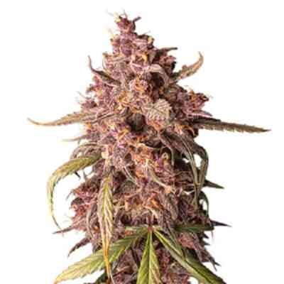 Purple Punch Autoflower > Seed Stockers | Autoflowering Cannabis   |  Indica