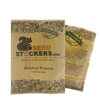 Purple Punch Autoflower > Seed Stockers | Semillas autoflorecientes  |  Índica