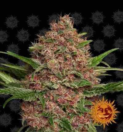 Purple Punch Auto > Barneys Farm | Graines Autofloraison  |  Indica