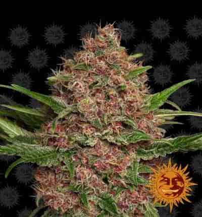 Purple Punch Auto > Barneys Farm | Autoflowering Cannabis   |  Indica