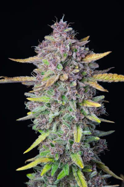 Purple Punch Auto > Fast Buds Company | Graines Autofloraison  |  Indica