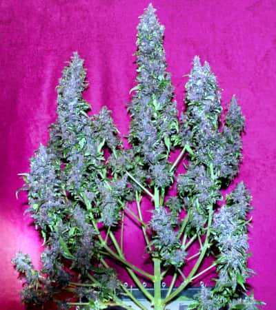 Purple Punch Autoflower > Seed Stockers | Semillas autoflorecientes  |  Índica