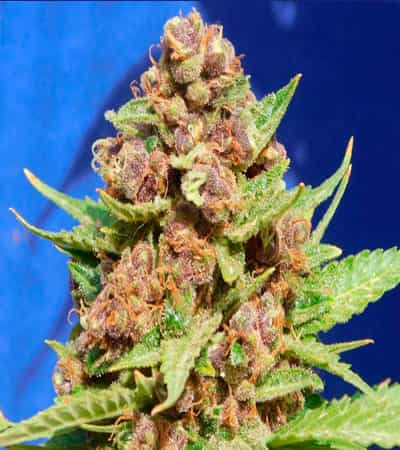 Purple Punch Cookies > Original Sensible Seeds | Semillas feminizadas  |  Híbrido