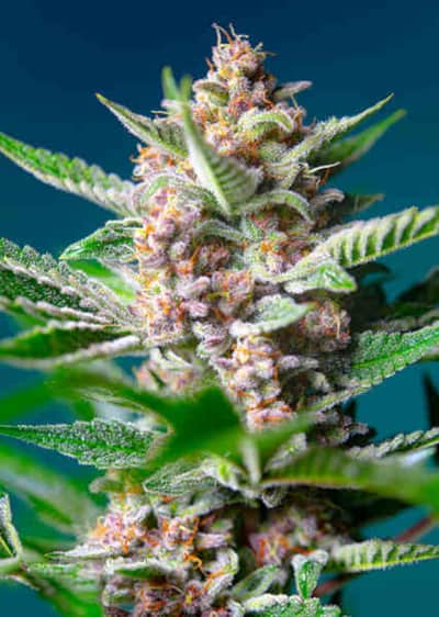 Purple Punch OG > Sweet Seeds | Feminized Cannabis   |  Indica