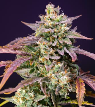 Purple Punch OG XL Auto > Sweet Seeds | Autoflowering Cannabis   |  Indica